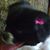 Noelle Ruhl's profile image