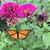 Lois Altnow's profile image
