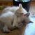 Boris Natasha Magrum's profile image