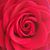 Ann Bulger Wilson's profile image