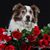 Barb Cerrito's profile image