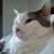 Bonnie Penza Bertino's profile image