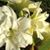 Cheryl Schreib's profile image