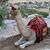 Karen Brown's profile image