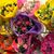 Pamela Jarvis's profile image