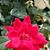 Pat Ethier's profile image