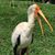 Krissy Post's profile image