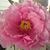 Renee Kepler Richards's profile image