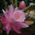 Nguyen Vo Thuy Quynh's profile image