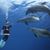 Carol Merrill's profile image