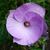 Nafisa Napier's profile image