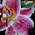 Paulette Morgan's profile image
