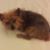 William Farnsworth Flannery's profile image