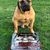 Haute Dawgs's profile image