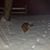 Aaron Braumann's profile image