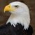 Ray Pipitone's profile image