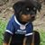 Howard DeShawn Randolph's profile image