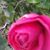 Linda Halseth's profile image