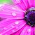 Christine Kelly's profile image
