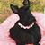 Carla Carey Collins's profile image