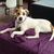 Sue Nicol's profile image
