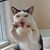 Denise Lavallee Howard's profile image