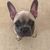 Rebecca Harvey Carrillo's profile image