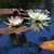 Dhyana Coburn's profile image