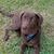Charlie Shepler's profile image