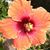 Louise Atkinson Longenecker's profile image