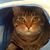 Jackie Younce's profile image