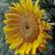 Jan Roye's profile image