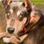 Kris Pavles's profile image