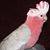 Lisa Oldham's profile image