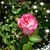 Michelle Kepley's profile image