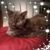 Elaine Cobbler's profile image