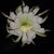 Lisa Thompson's profile image