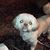 Harriet Lovel's profile image