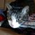 Deb Godbey's profile image