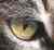 IO U.'s profile image