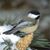 Janine M. Hunt's profile image