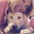 Eydie Snowberger's profile image