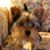 Richard Hamrick's profile image