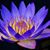 Deena Engle's profile image
