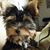 Nelly Antonutti Strus's profile image