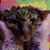 Jessi Price-Killean's profile image