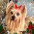 Lila Rock'l Trevino's profile image