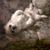 Nancy L. Strang's profile image
