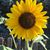 Jeannie Jayco Goffredo's profile image
