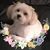 Diane Roughley's profile image